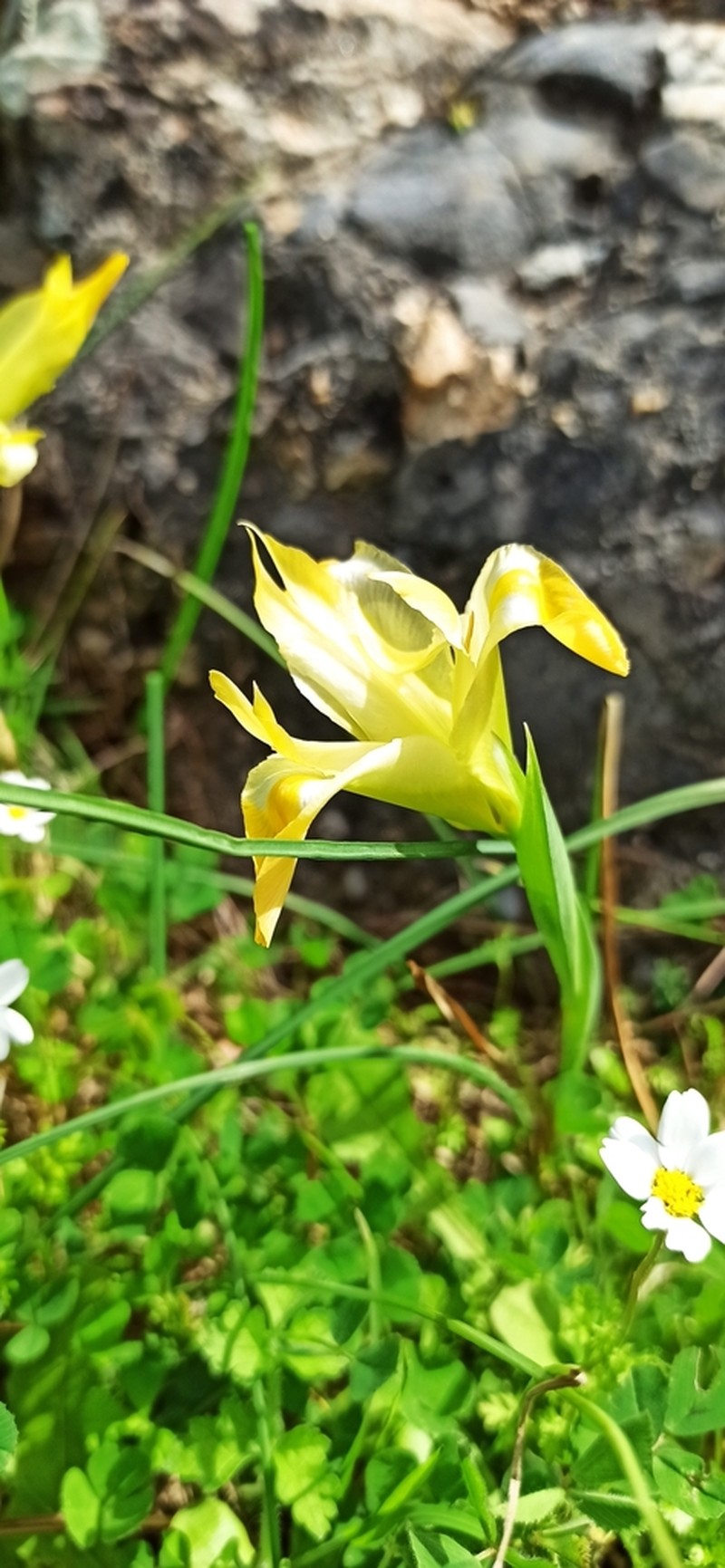 Iris tuberosa photo 3
