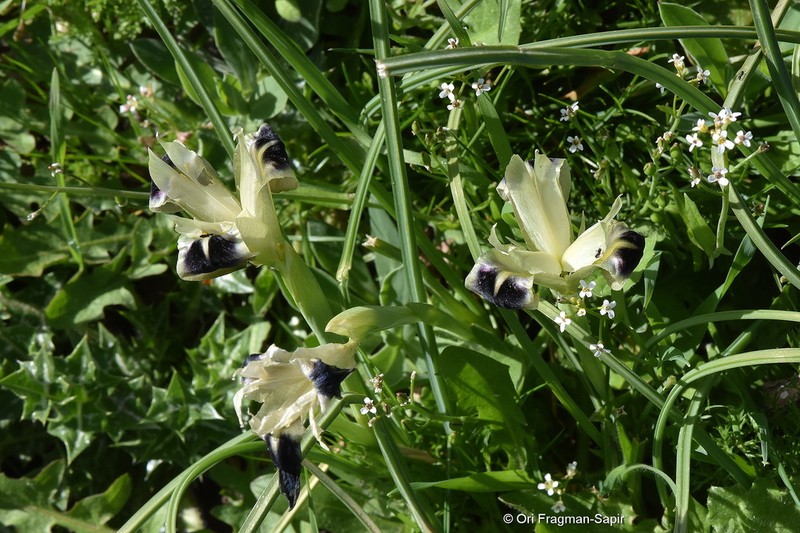 Iris tuberosa photo 4