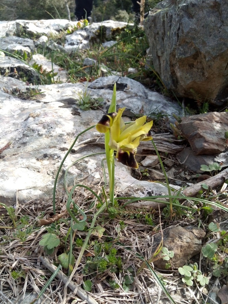 Iris tuberosa photo 5