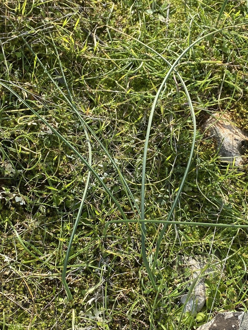 Iris tuberosa photo 6