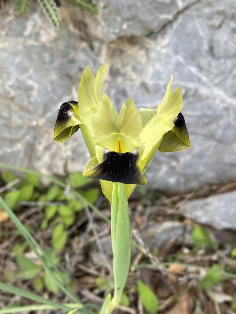 Iris tuberosa photo 7