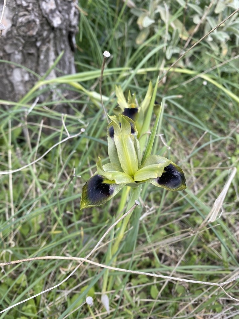Iris tuberosa photo 8