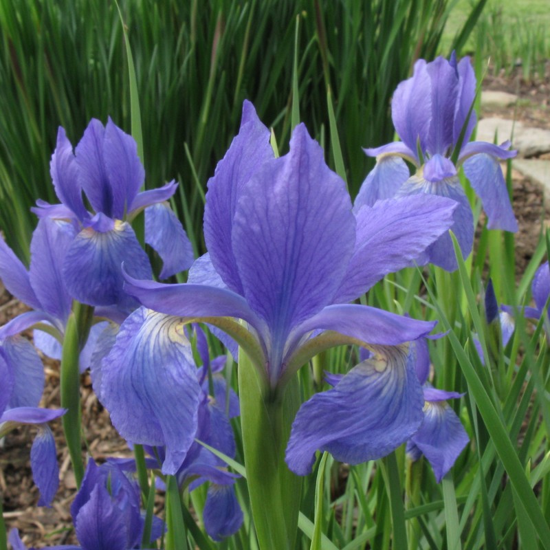 Iris typhifolia