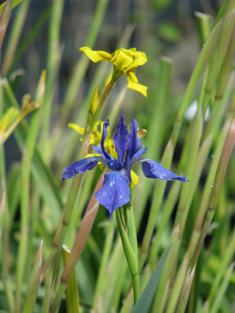 Iris typhifolia photo 2