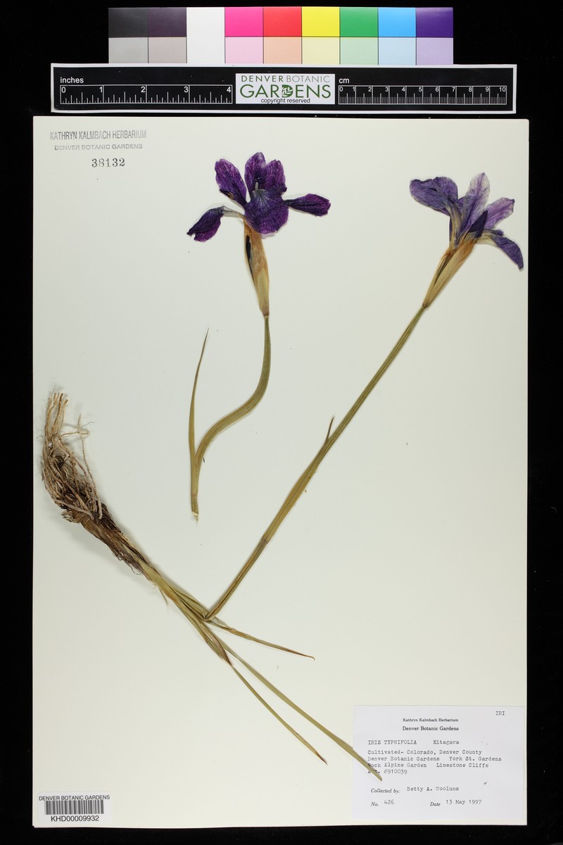 Iris typhifolia photo 3