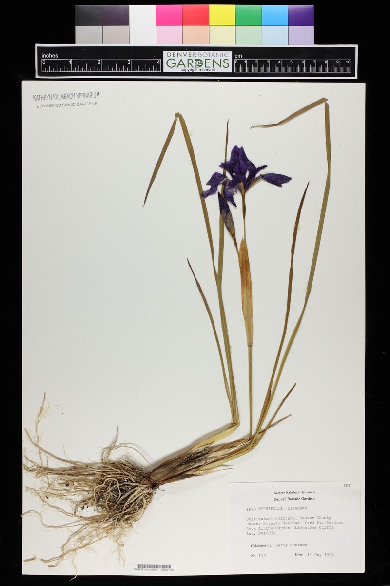 Iris typhifolia photo 4