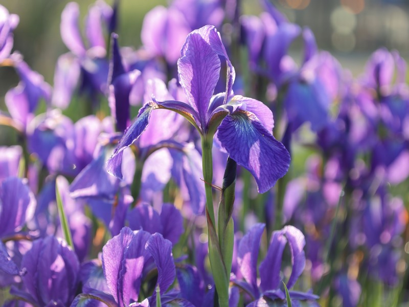 Iris typhifolia photo 5