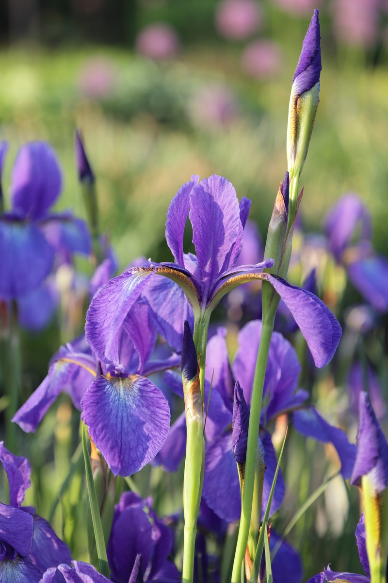 Iris typhifolia photo 6