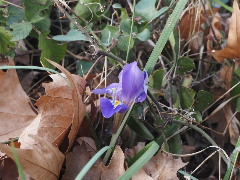 Iris unguicularis photo 2