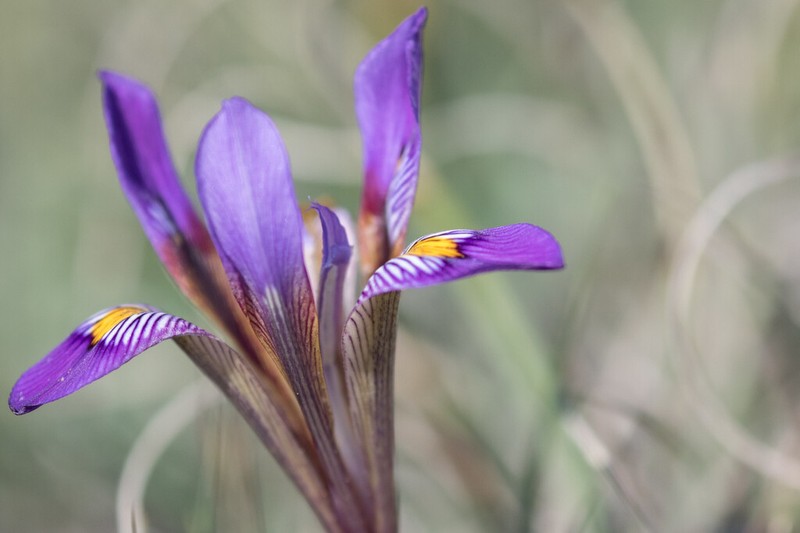 Iris unguicularis photo 3