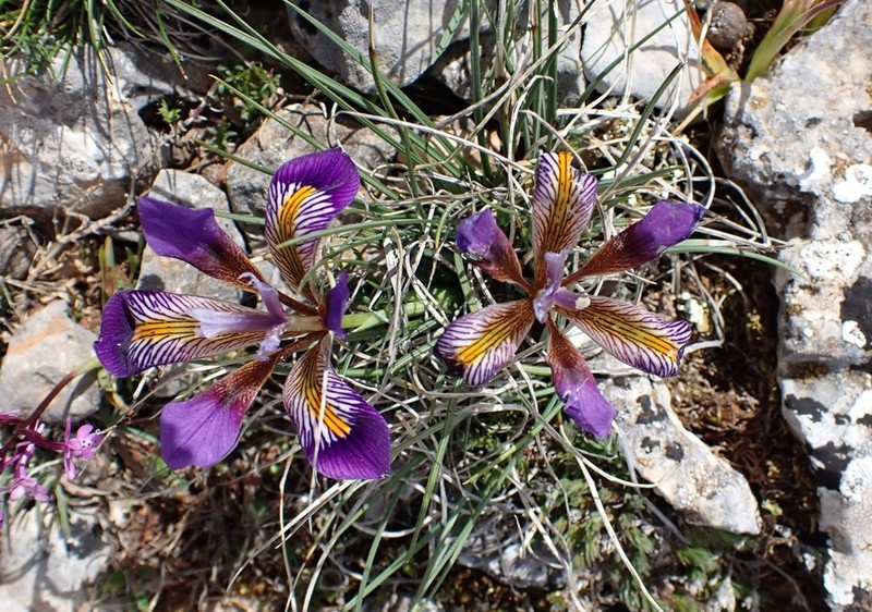 Iris unguicularis photo 4
