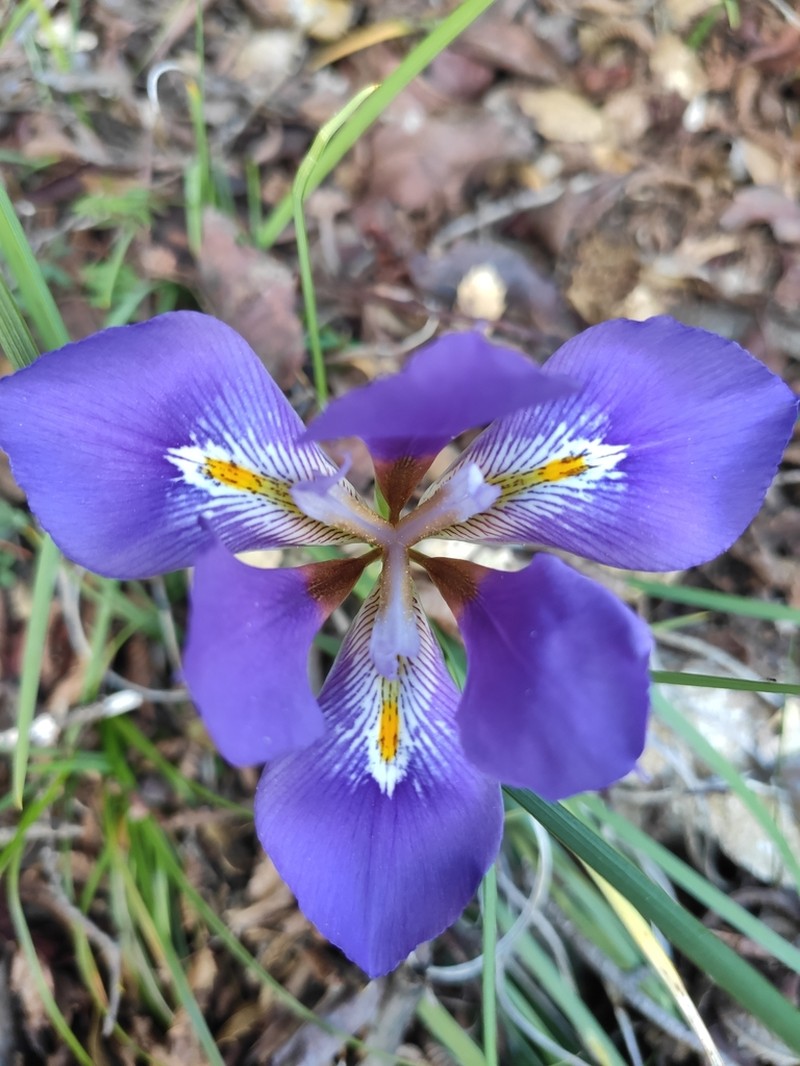 Iris unguicularis photo 5