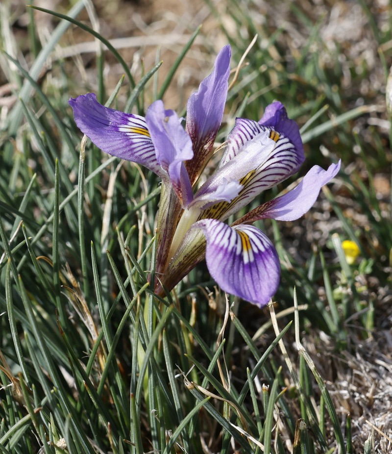 Iris unguicularis photo 6