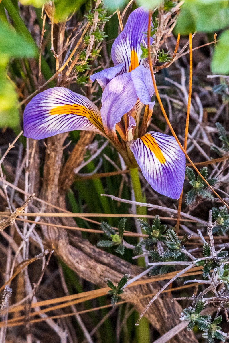 Iris unguicularis photo 7
