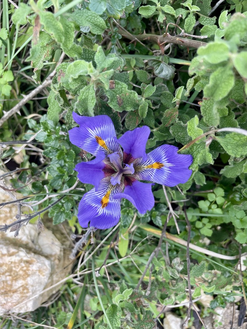 Iris unguicularis subsp. angustifolia