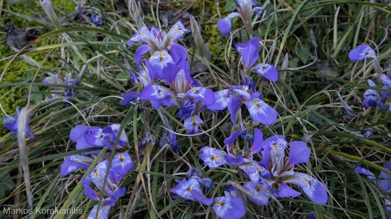 Iris unguicularis subsp. angustifolia photo 2