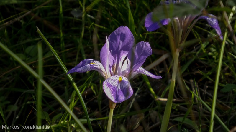 Iris unguicularis subsp. angustifolia photo 3