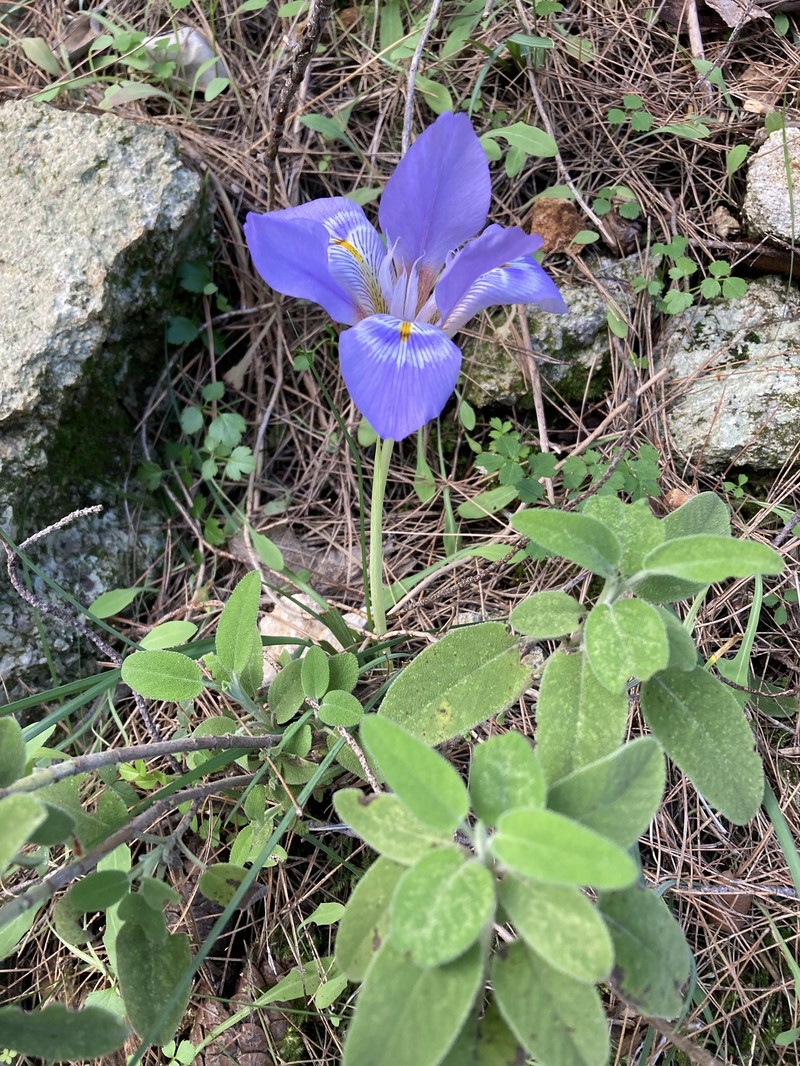 Iris unguicularis subsp. angustifolia photo 4