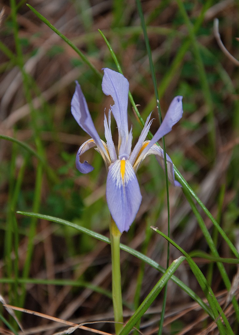 Iris unguicularis subsp. carica