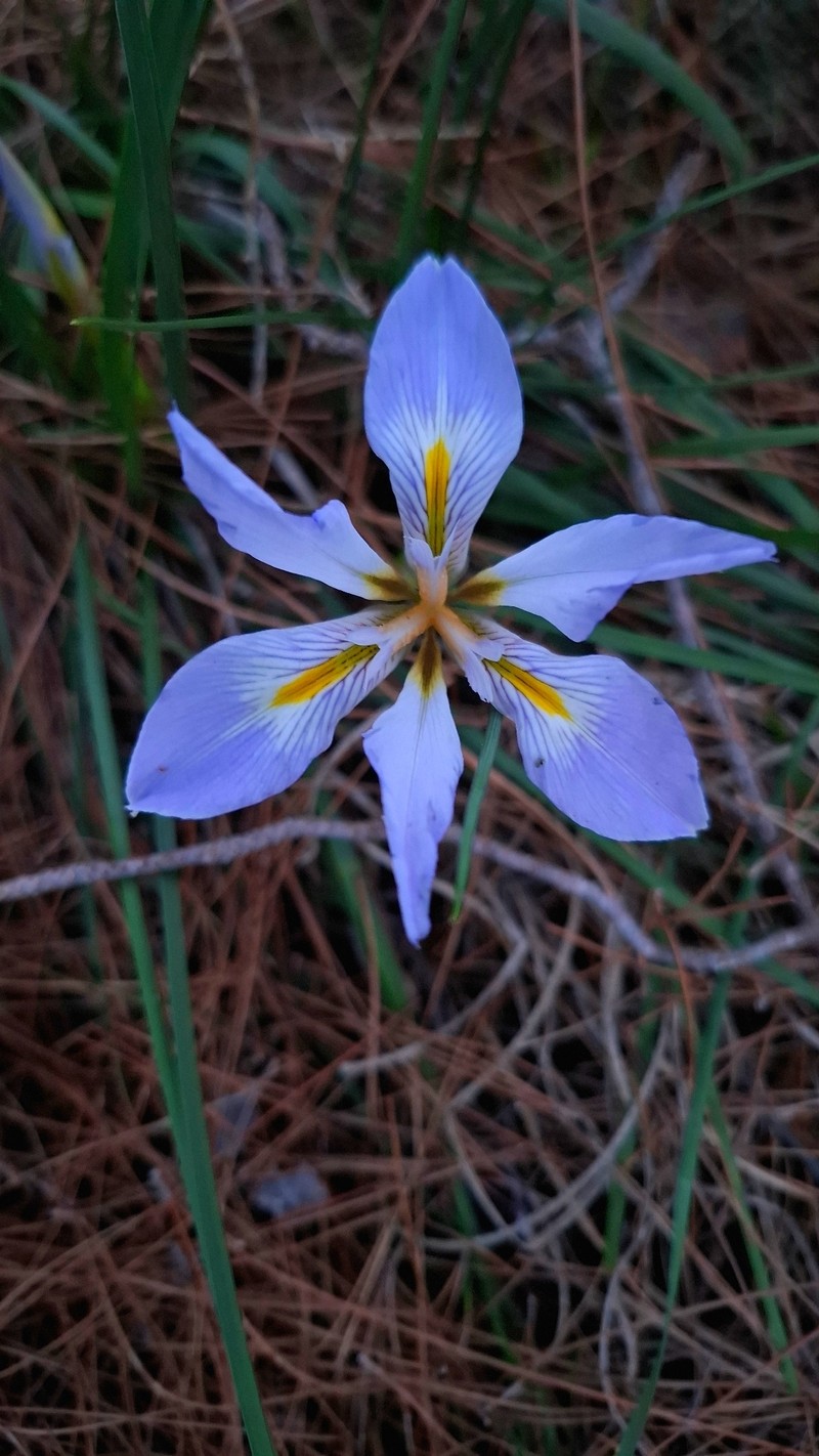 Iris unguicularis subsp. carica photo 2