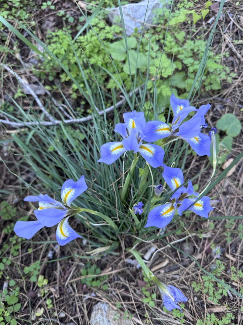 Iris unguicularis subsp. carica photo 3