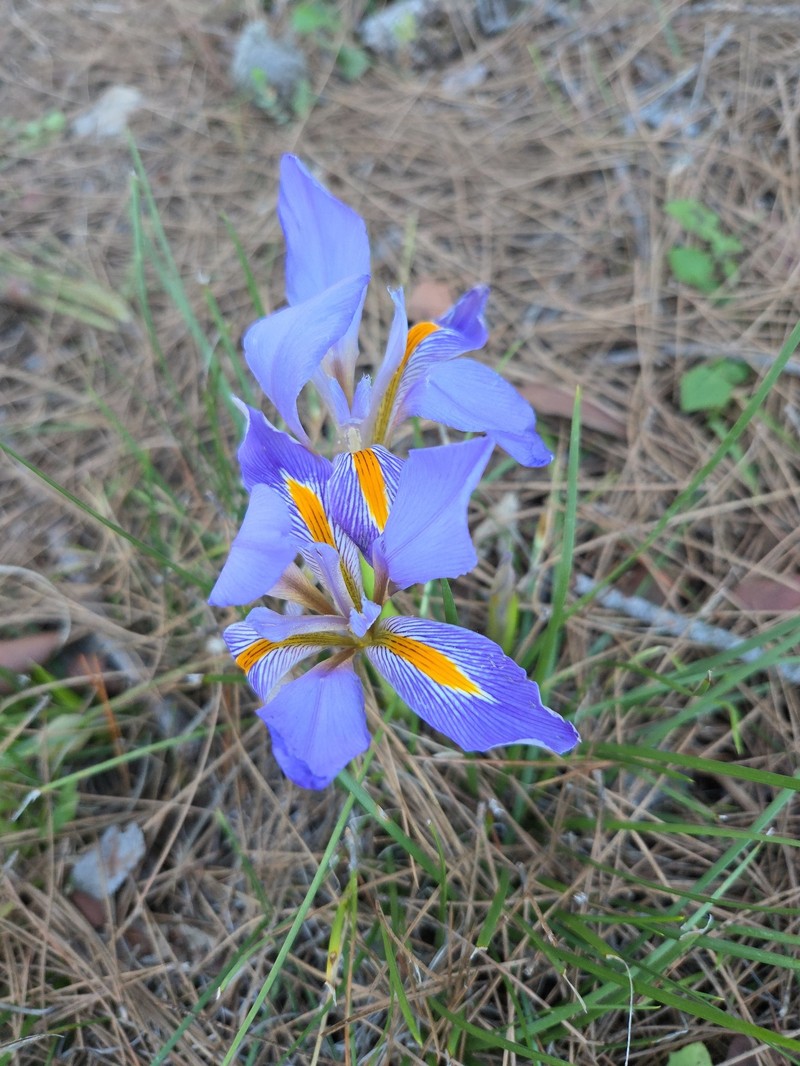 Iris unguicularis subsp. carica photo 4
