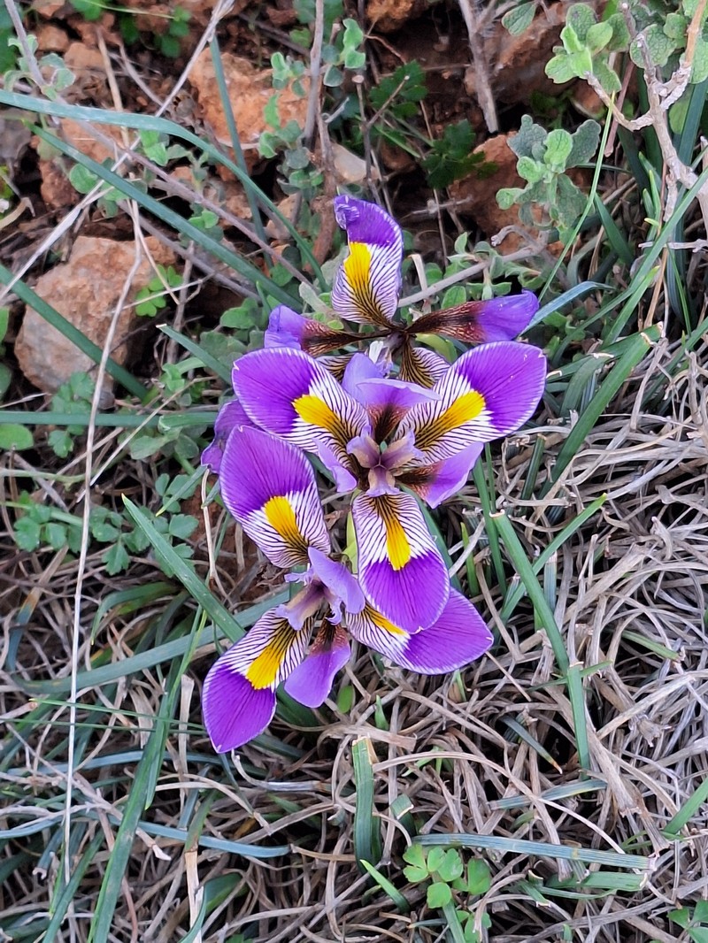 Iris unguicularis subsp. cretensis photo 2