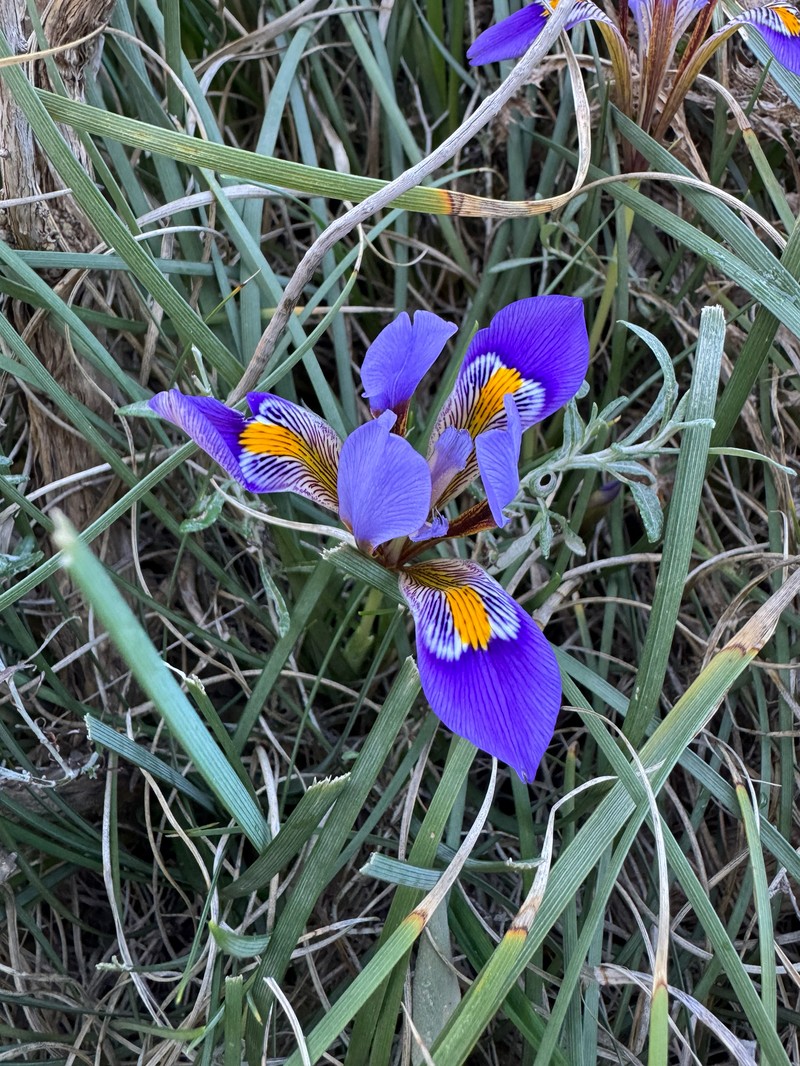 Iris unguicularis subsp. cretensis photo 3
