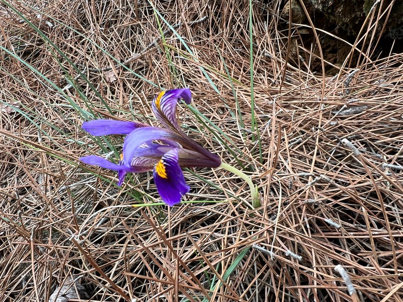 Iris unguicularis subsp. cretensis photo 4