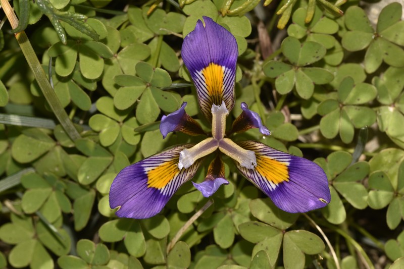 Iris unguicularis subsp. cretensis photo 5