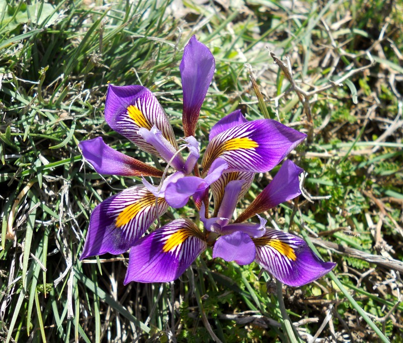 Iris unguicularis subsp. cretensis