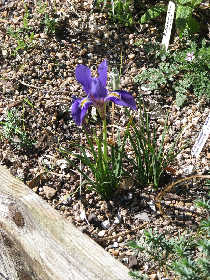 Iris unguicularis subsp. cretensis photo 6