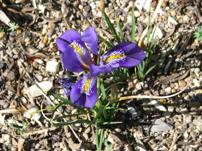 Iris unguicularis subsp. cretensis photo 7