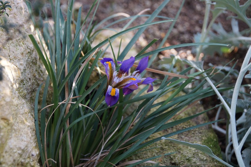Iris unguicularis subsp. cretensis photo 8