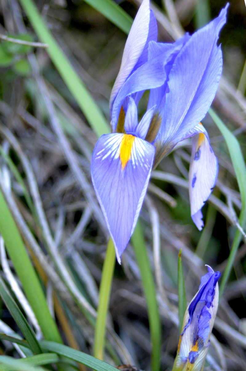 Iris unguicularis subsp. syriaca