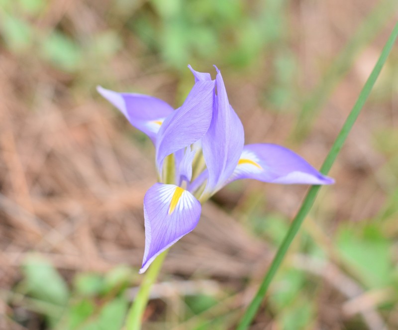 Iris unguicularis subsp. syriaca photo 2