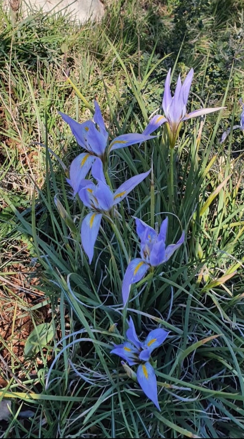 Iris unguicularis subsp. syriaca photo 3