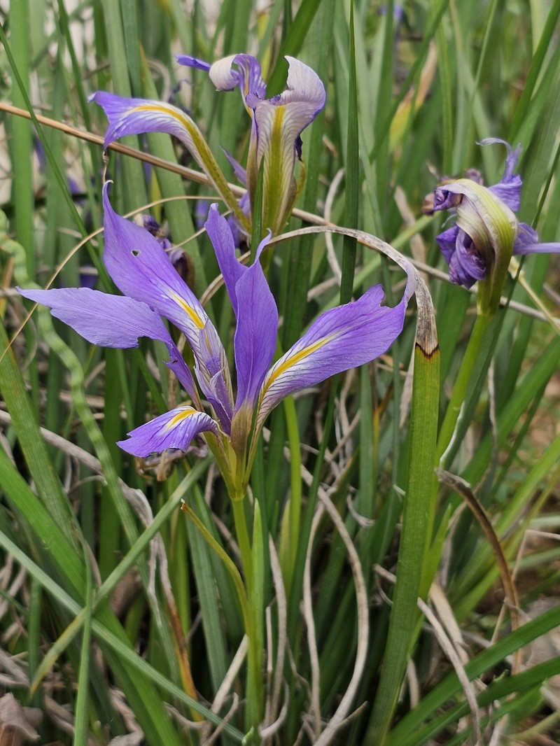 Iris unguicularis subsp. syriaca photo 4
