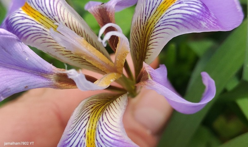 Iris unguicularis subsp. unguicularis