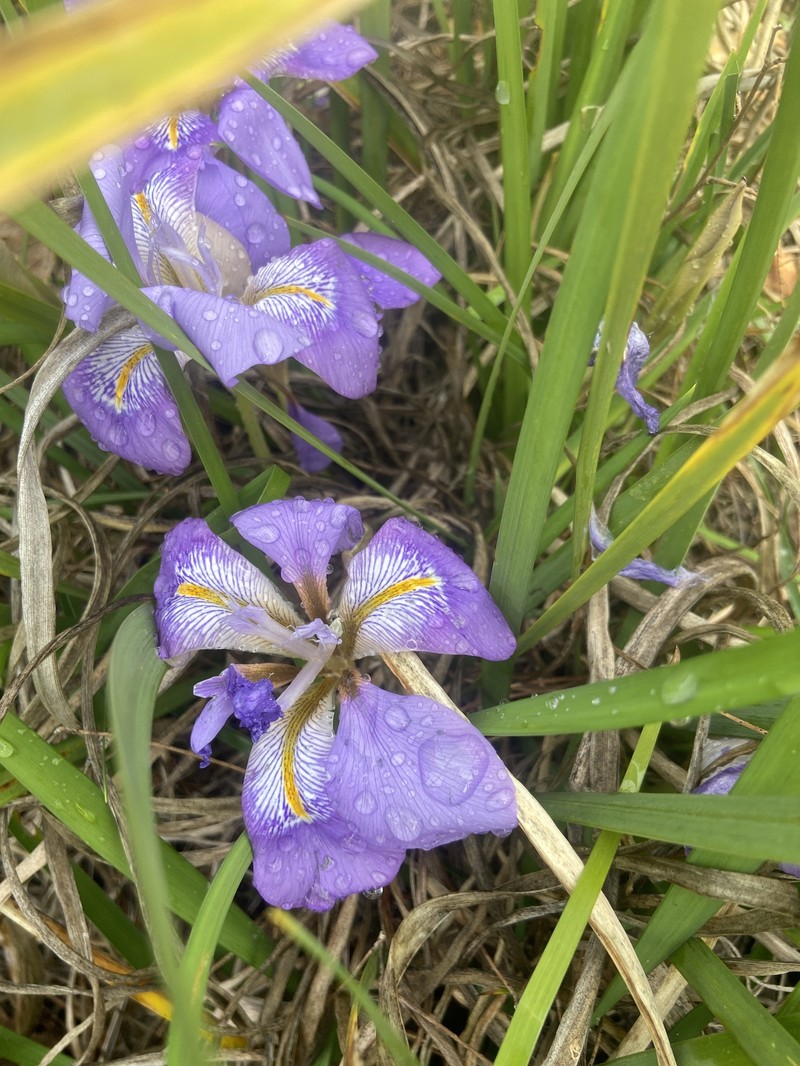 Iris unguicularis subsp. unguicularis photo 2