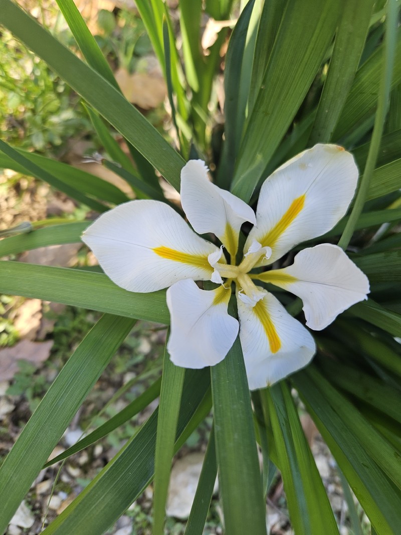 Iris unguicularis subsp. unguicularis photo 3