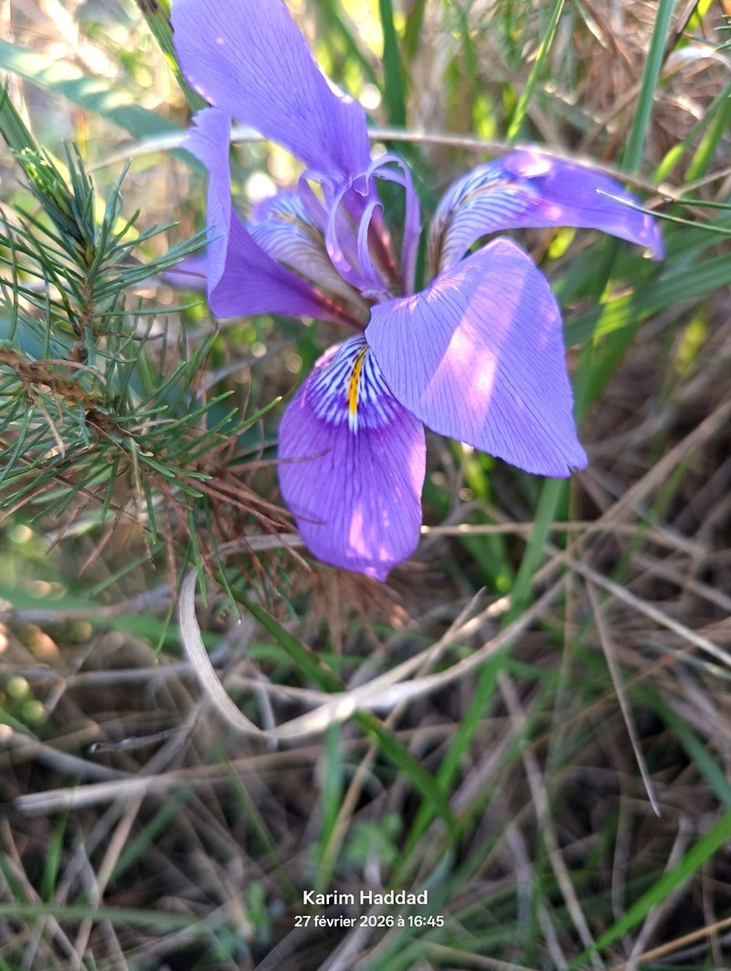 Iris unguicularis subsp. unguicularis photo 4