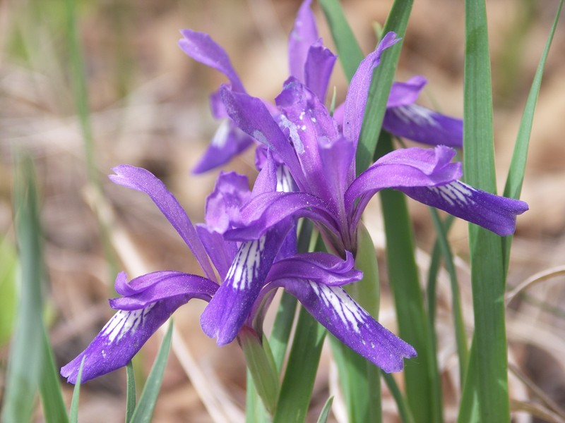 Iris uniflora
