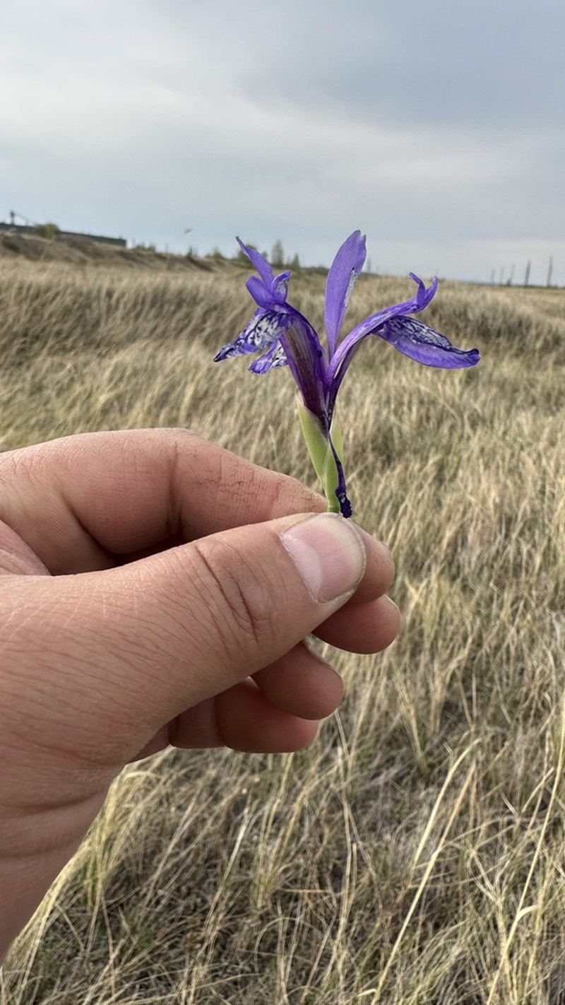 Iris uniflora photo 4