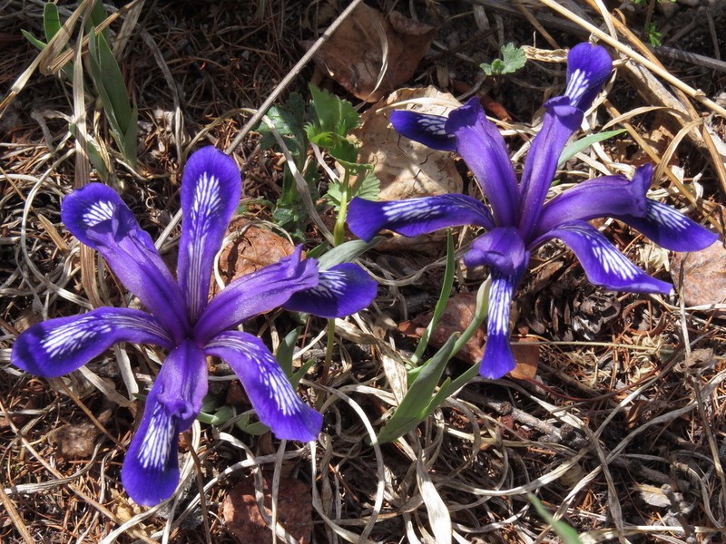 Iris uniflora photo 5