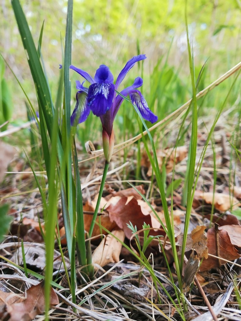 Iris uniflora photo 6
