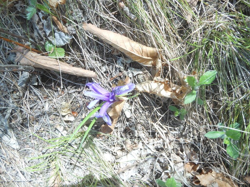 Iris uniflora photo 7