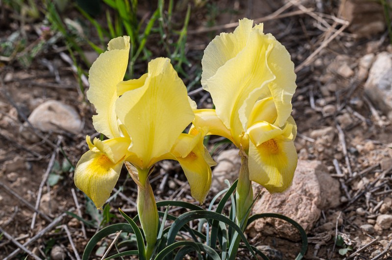 Iris urmiensis
