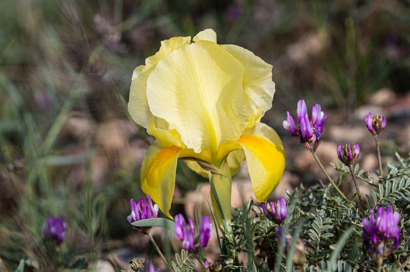Iris urmiensis photo 2