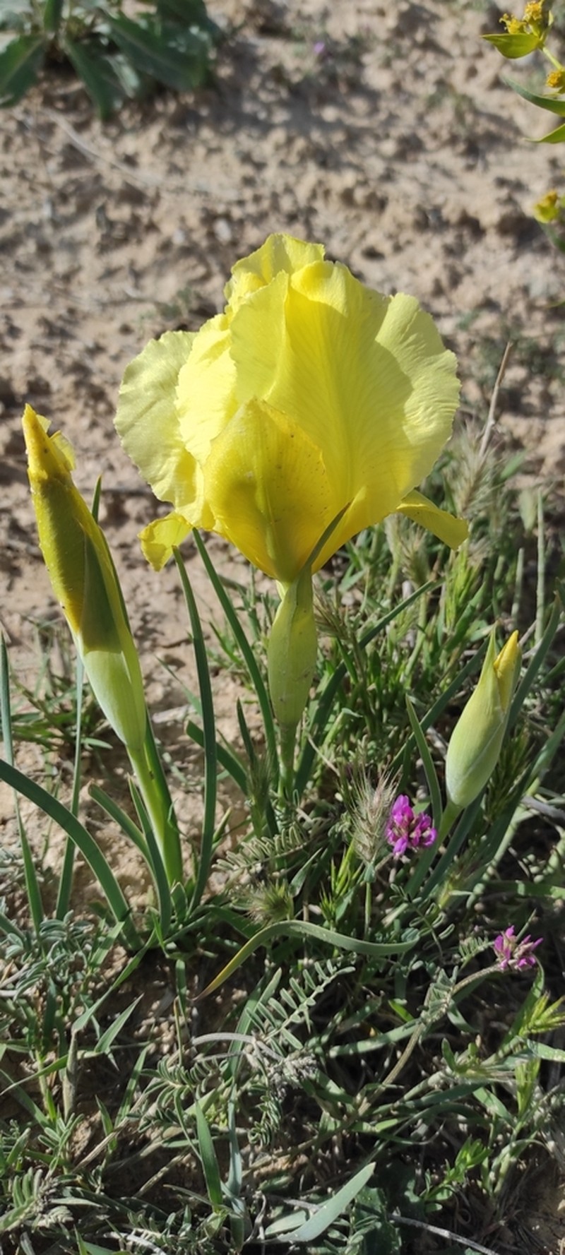 Iris urmiensis photo 3